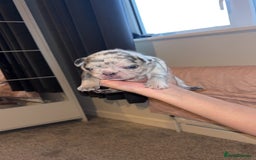French Bulldog dogs for sale: French bulldog puppies  - Image 12