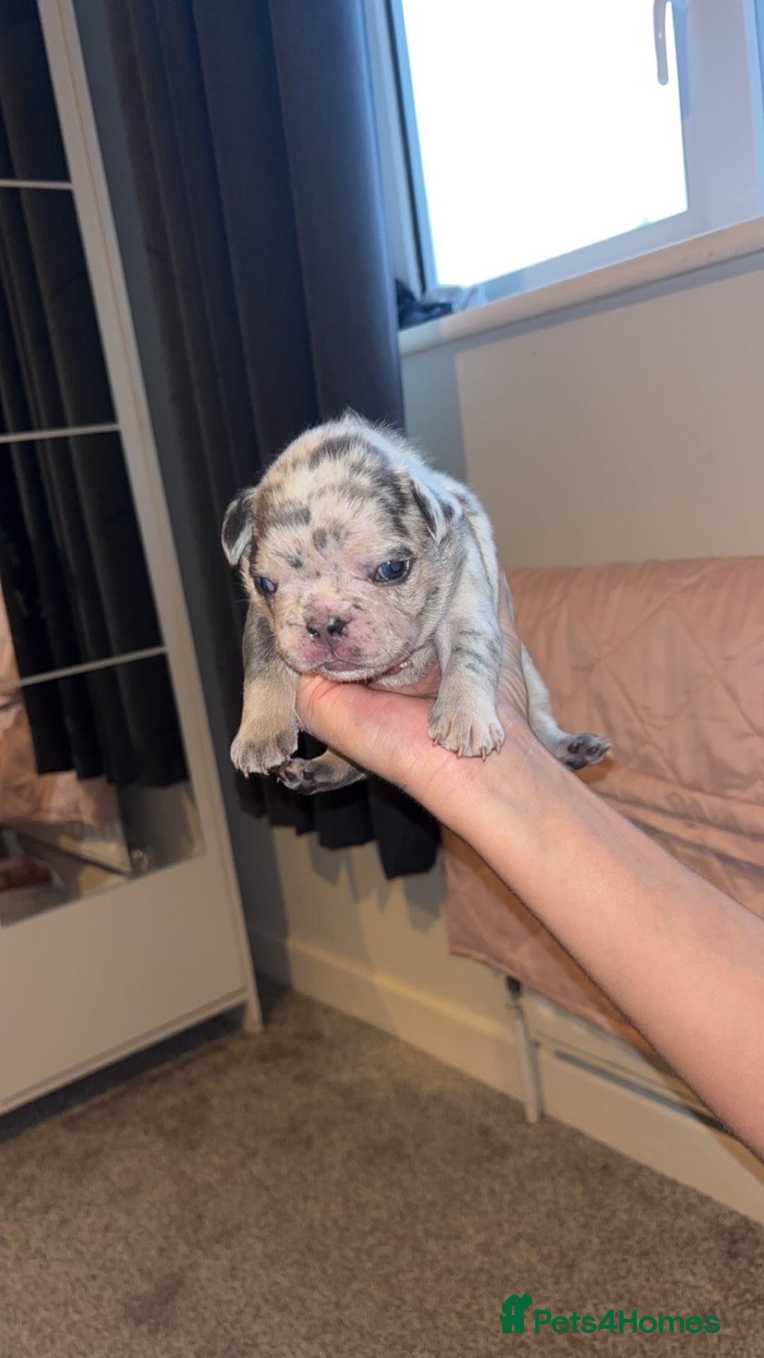 French Bulldog dogs for sale: French bulldog puppies  - Image 12