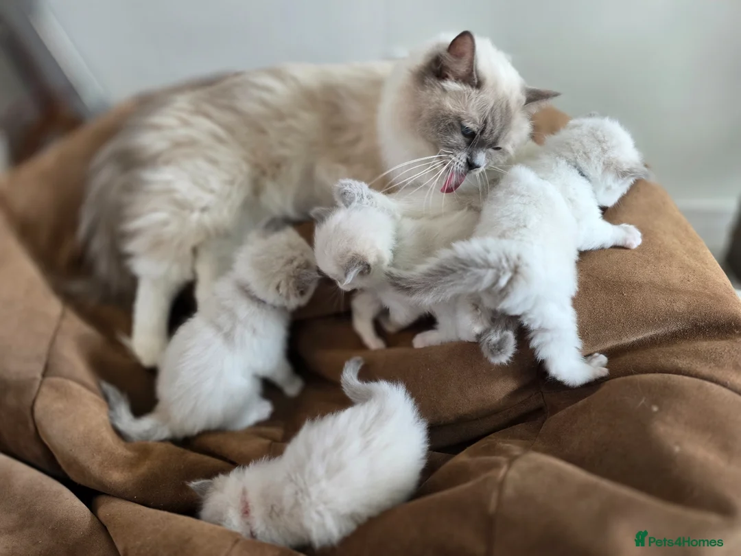 Ragdoll cats for sale:  Ragdoll Kittens FromChampionLines/licence breeder - Advert 2