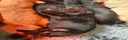 Labrador Retriever dogs for sale: Stunning, Health Tested Parents, KC Lab Puppies - Advert 9