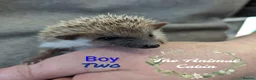 Pygmy Hedgehog rodents for sale: African pygmy hedgehog babies. Very friendly! - Advert 3
