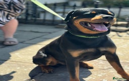 Rottweiler dogs for sale: Rottweiler looking for new home in Accrington - Image 7