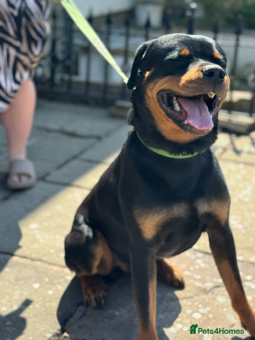 Rottweiler dogs for sale: Rottweiler looking for new home in Accrington - Image 7
