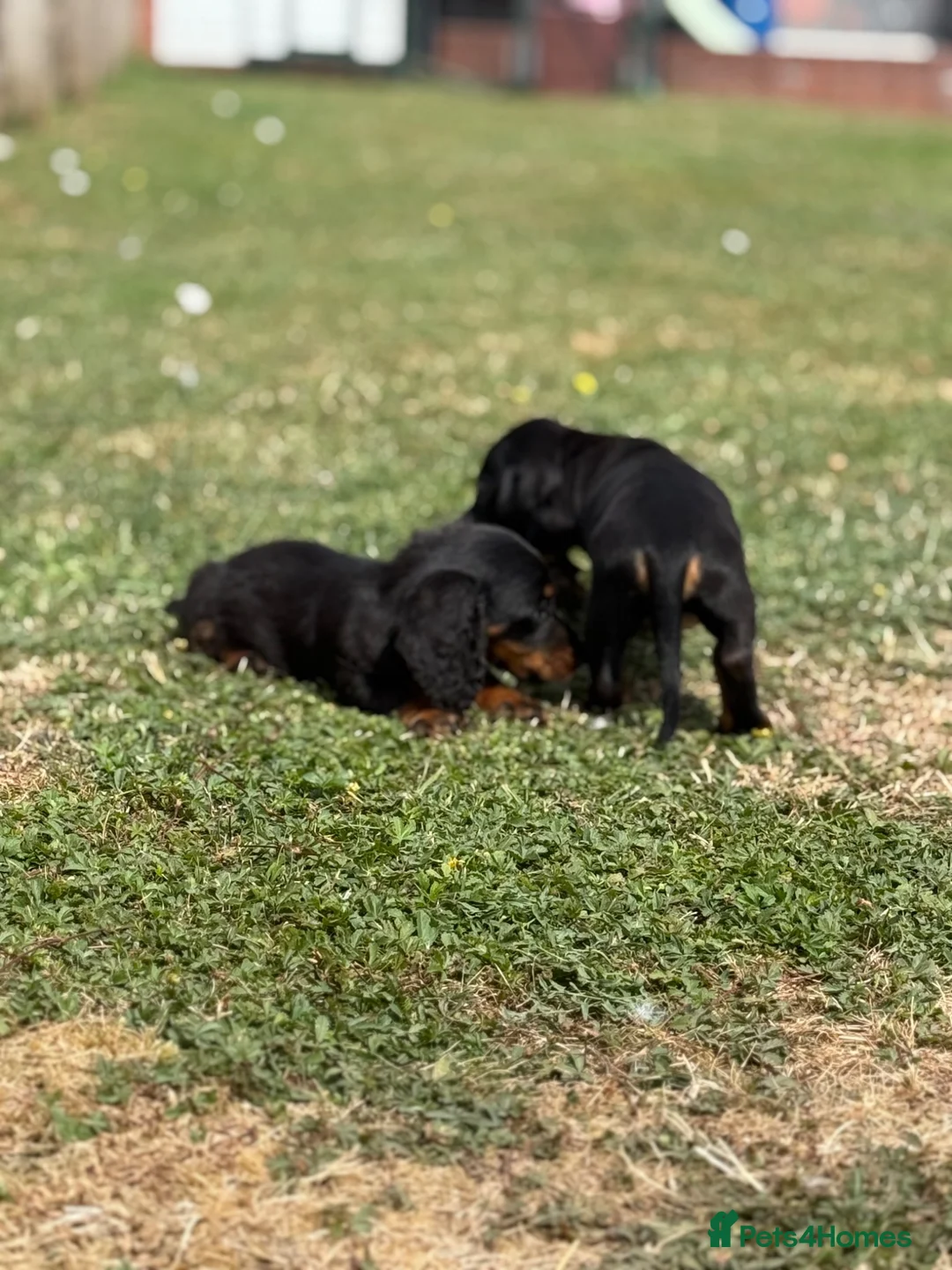 Dachshund dogs for sale: Dachshund puppies  - Advert 2