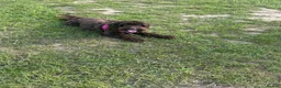 Cockapoo dogs for sale: 2 year old chocolate brown miniature cockapoo  in Spalding - Advert 4