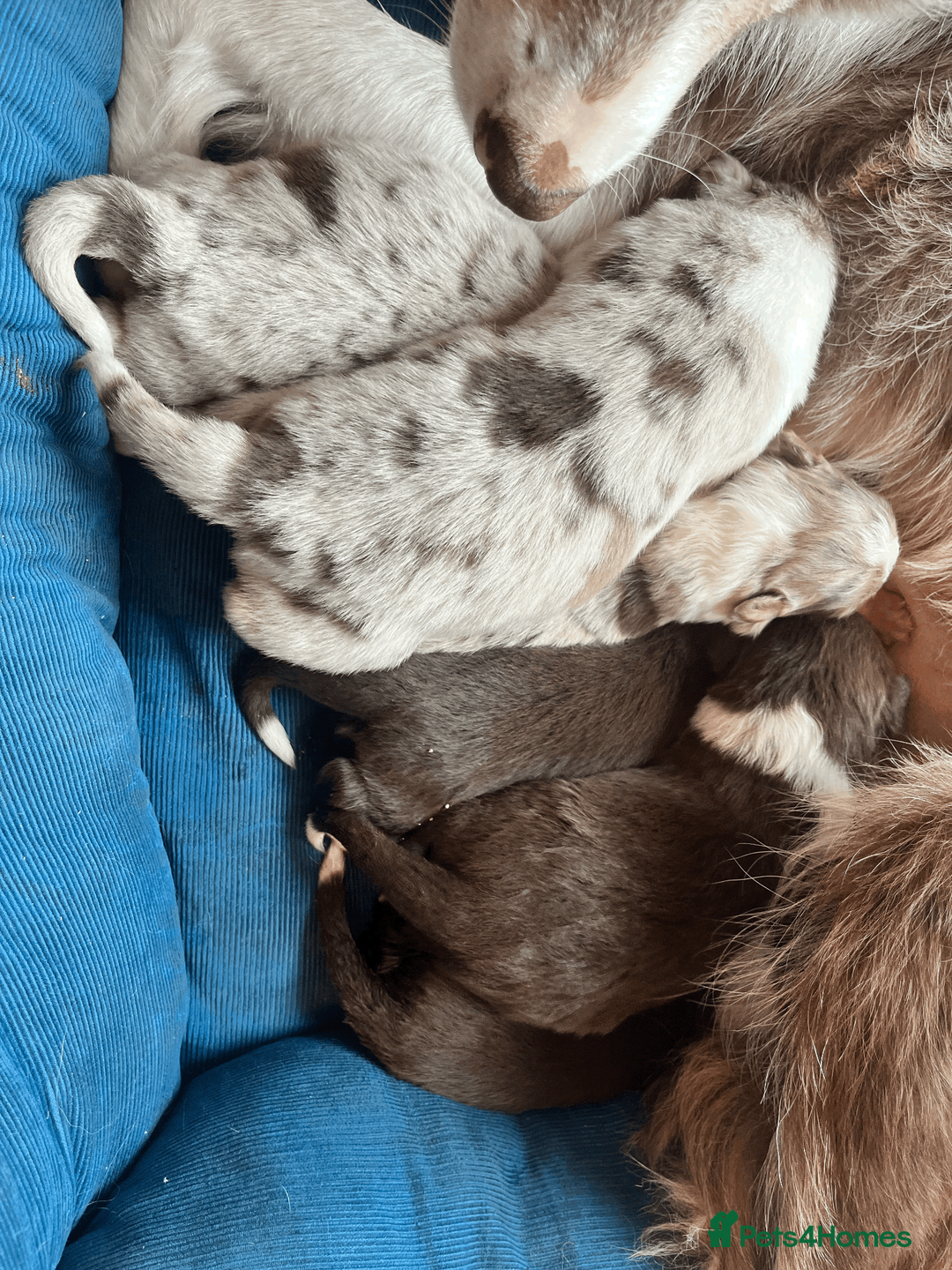 Border Collie dogs for sale: ISDS/KC Border Collie puppies for sale  in Saint Austell - Advert 22