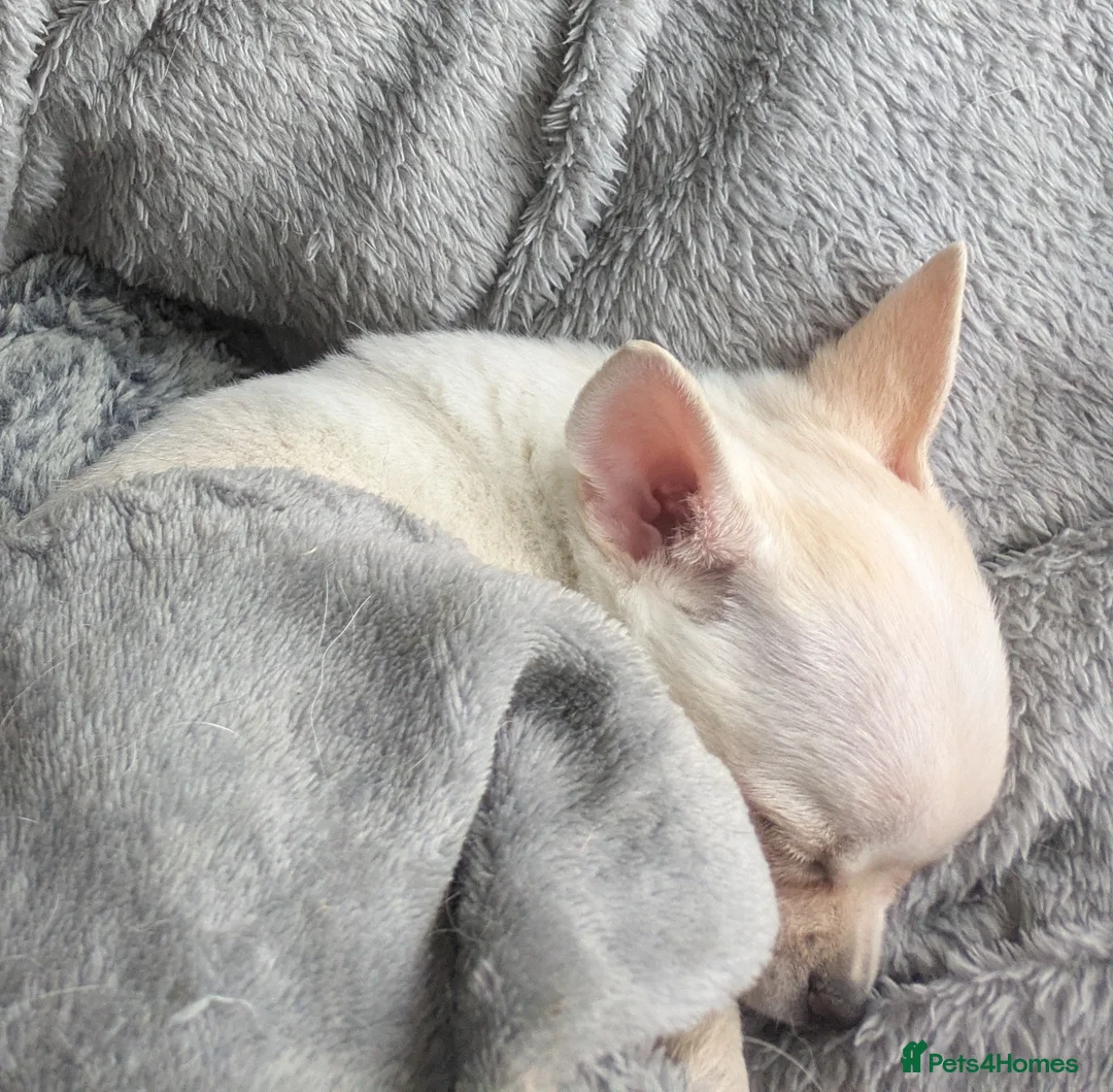 Chihuahua dogs for sale: ONE small toy pedigree Chihuahua - Advert 19