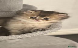 Scottish Fold cats for sale: Scottish Fold Kittens – Ready for New Homes  - Image 14