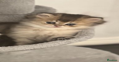 Scottish Fold cats Scottish Shorthair fluffy purebred kittens - Advert 13