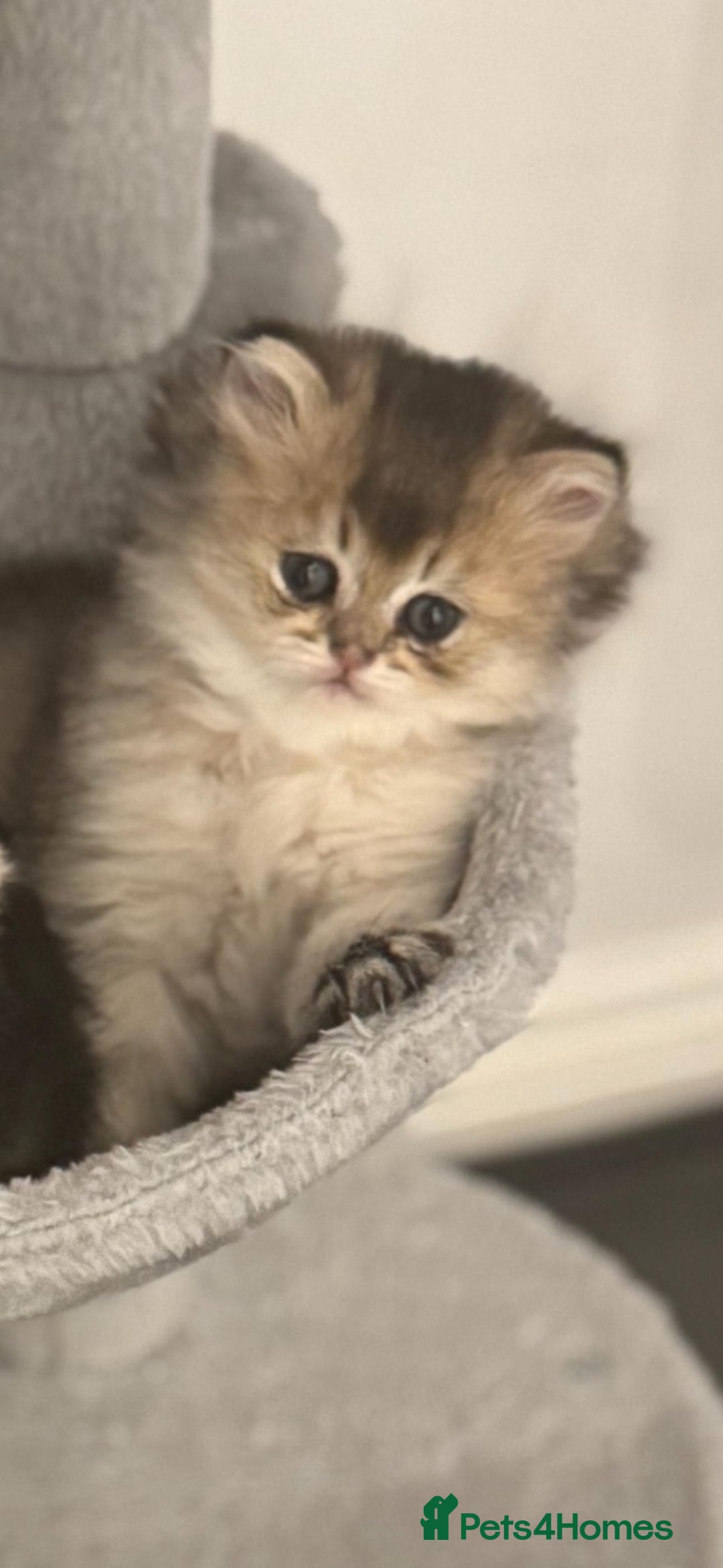 Scottish Fold cats for sale: Scottish Fold Kittens – Ready for New Homes  - Image 14