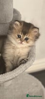 Scottish Fold cats Scottish Shorthair fluffy purebred kittens - Advert 13