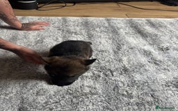 German Shepherd dogs for sale: 3 German shepherd puppies - Image 6