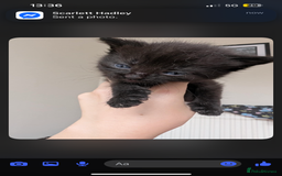 Mixed Breed cats for sale: Beautiful kittens  - Image 13