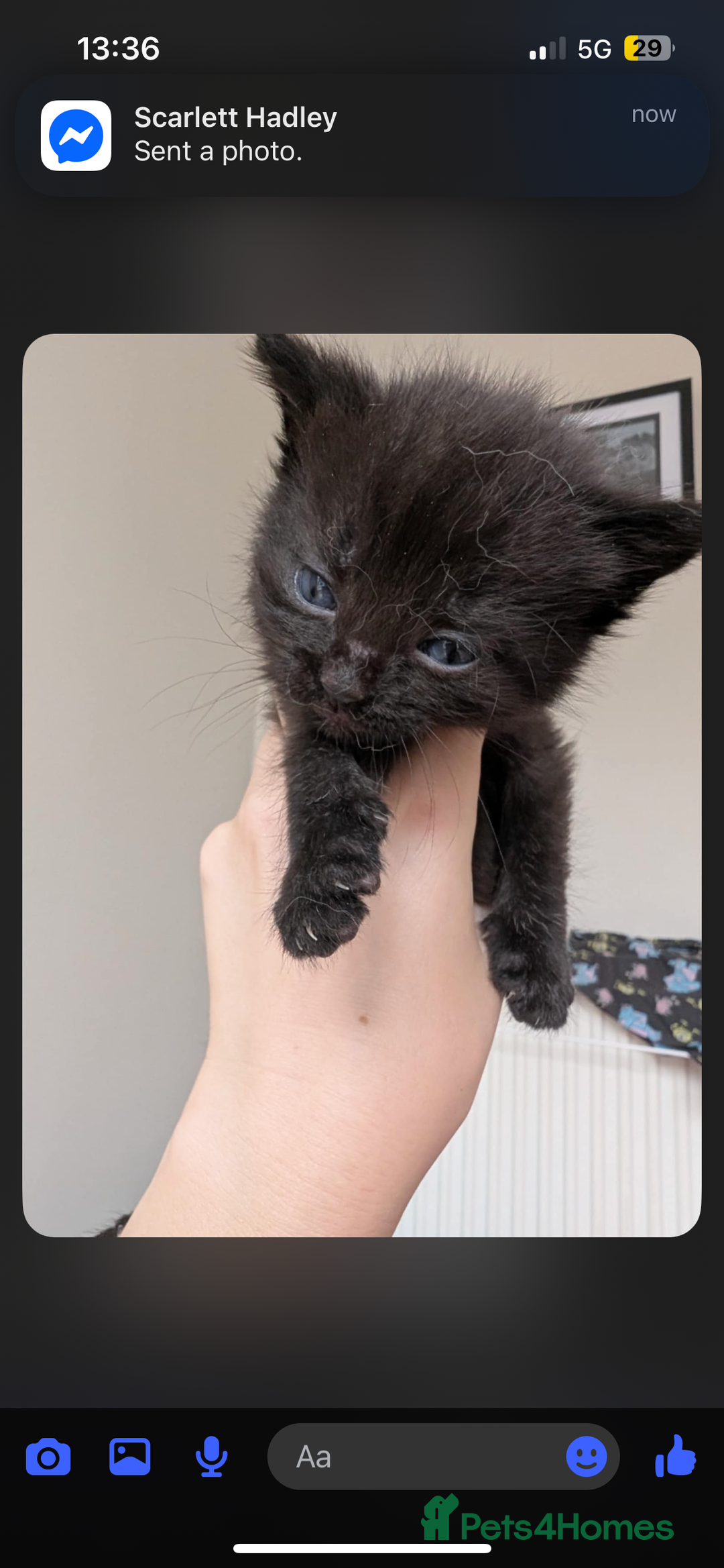 Mixed Breed cats for sale: Beautiful kittens  - Image 13