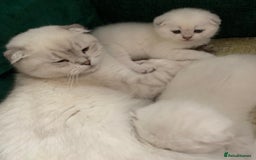 Scottish Fold cats for sale: Scottish Fold Kittens - Image 16