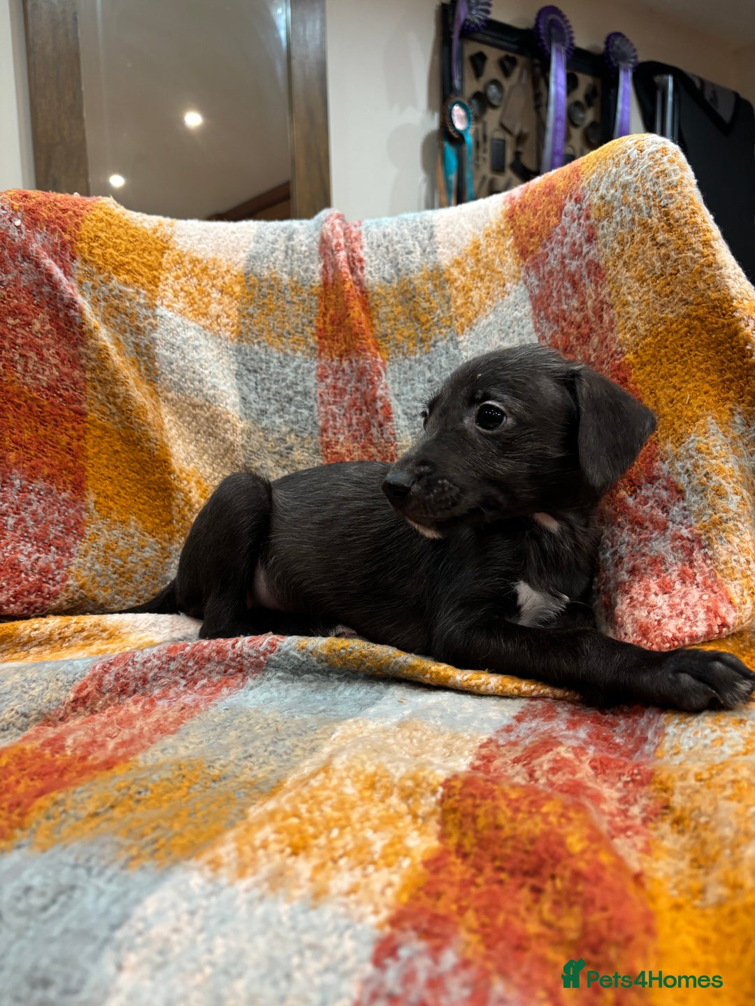 Mixed Breed dogs for sale: Bedlington whippet lurcher pups for sale  - Advert 6