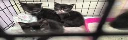 Domestic Shorthair cats for sale: Tuxedo kittens in Holywell - Advert 3