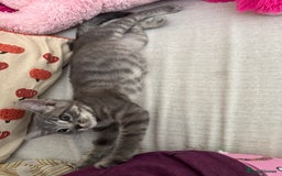 British Shorthair cats for sale: Kittens Ready Mixed British shorthair+Russian Blue - Image 8