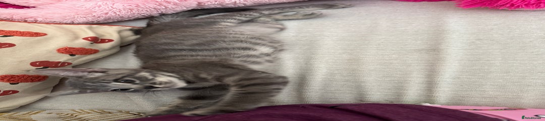 British Shorthair Kitten 2