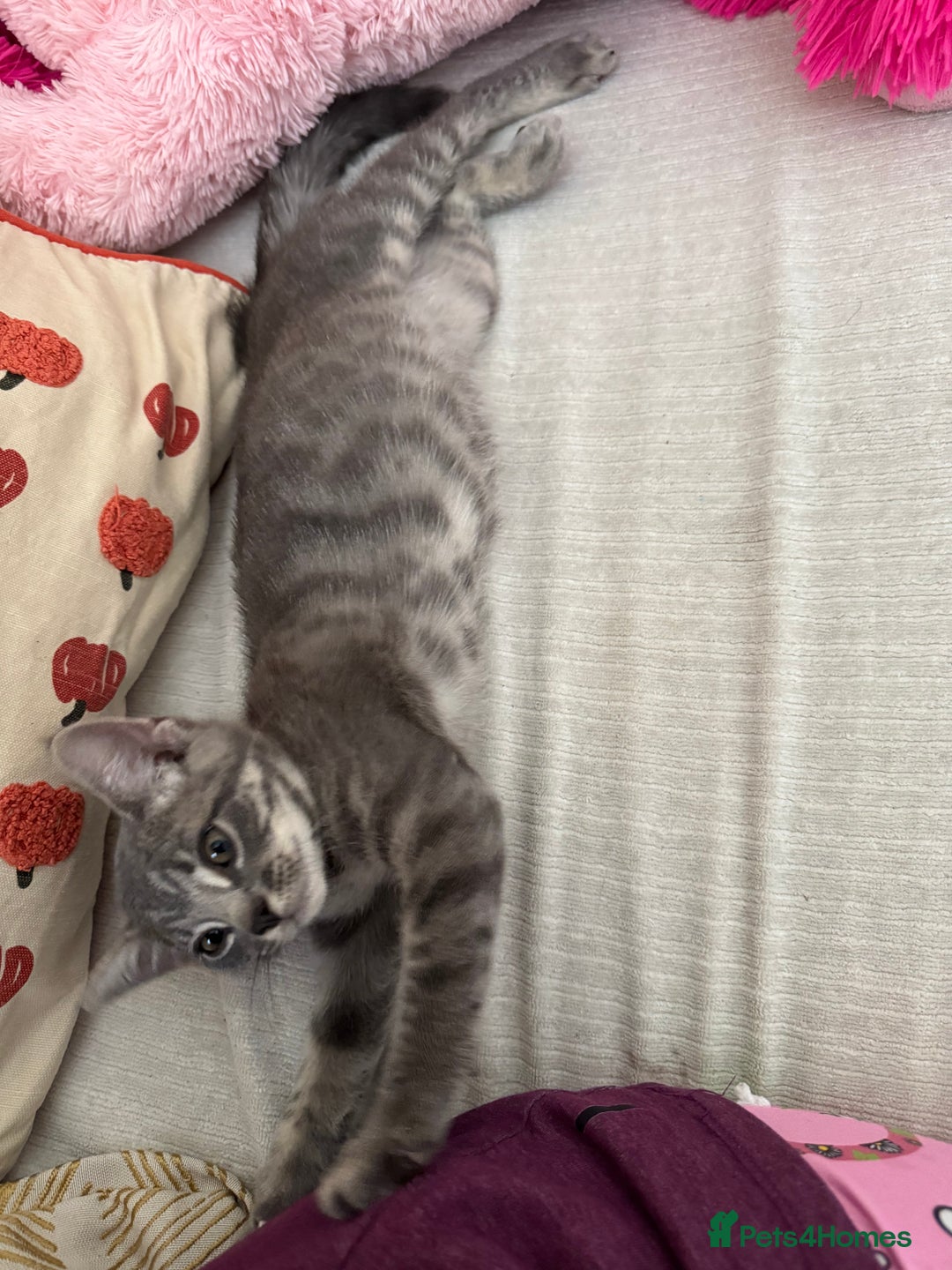 British Shorthair cats for sale: Kittens Ready Mixed British shorthair+Russian Blue - Image 8