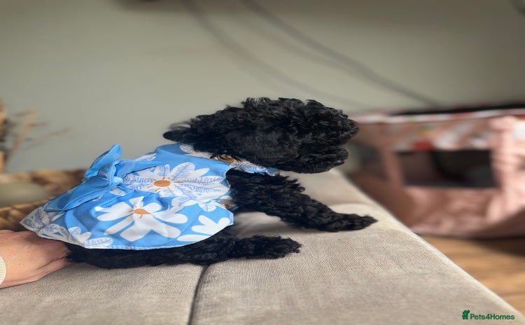 Toy Poodle dogs - Advert 4