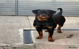 Rottweiler dogs for sale: 2 Year Old Male Rottweiler - Image 2