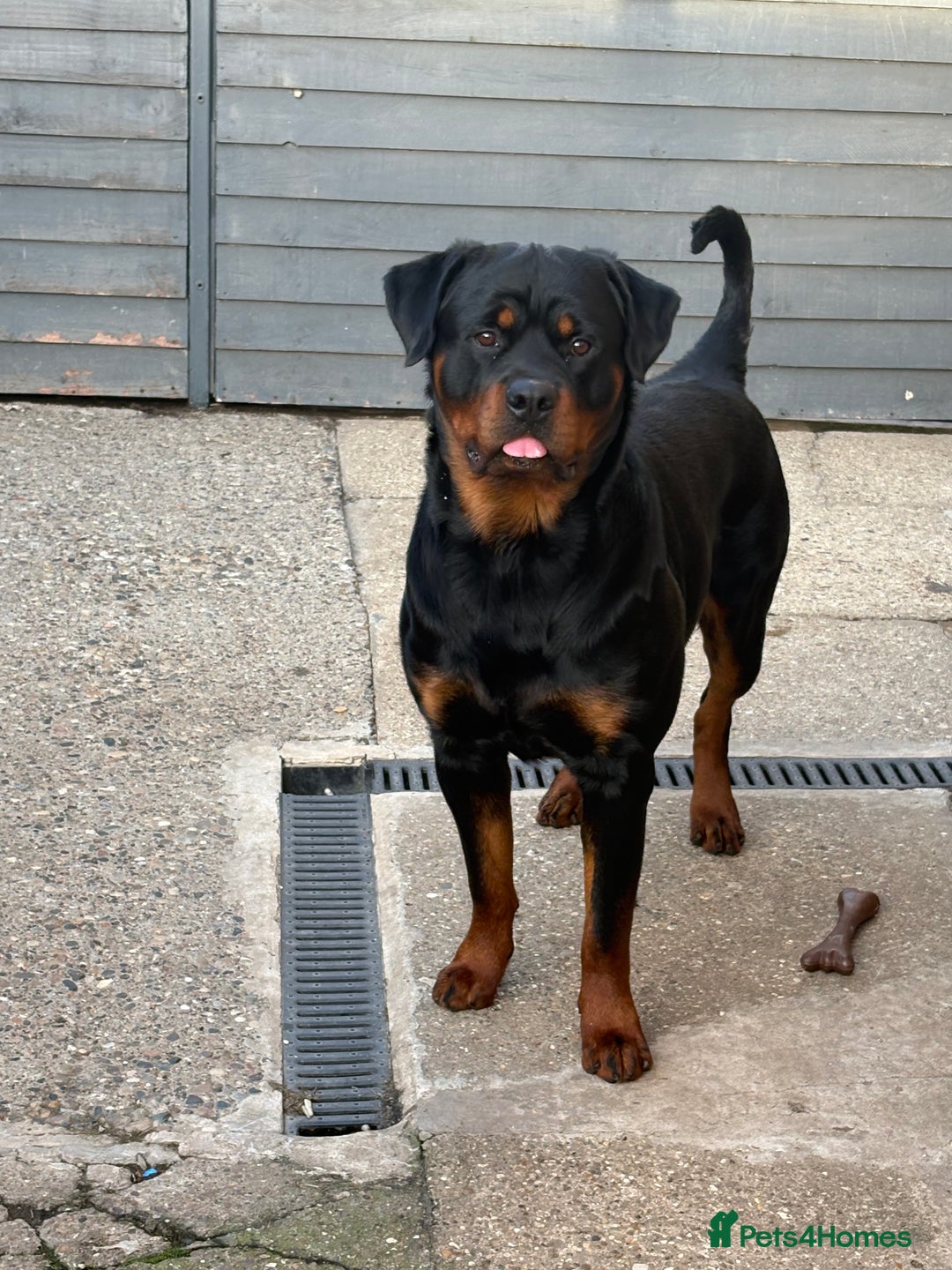 Rottweiler dogs for sale: 2 Year Old Male Rottweiler - Image 2
