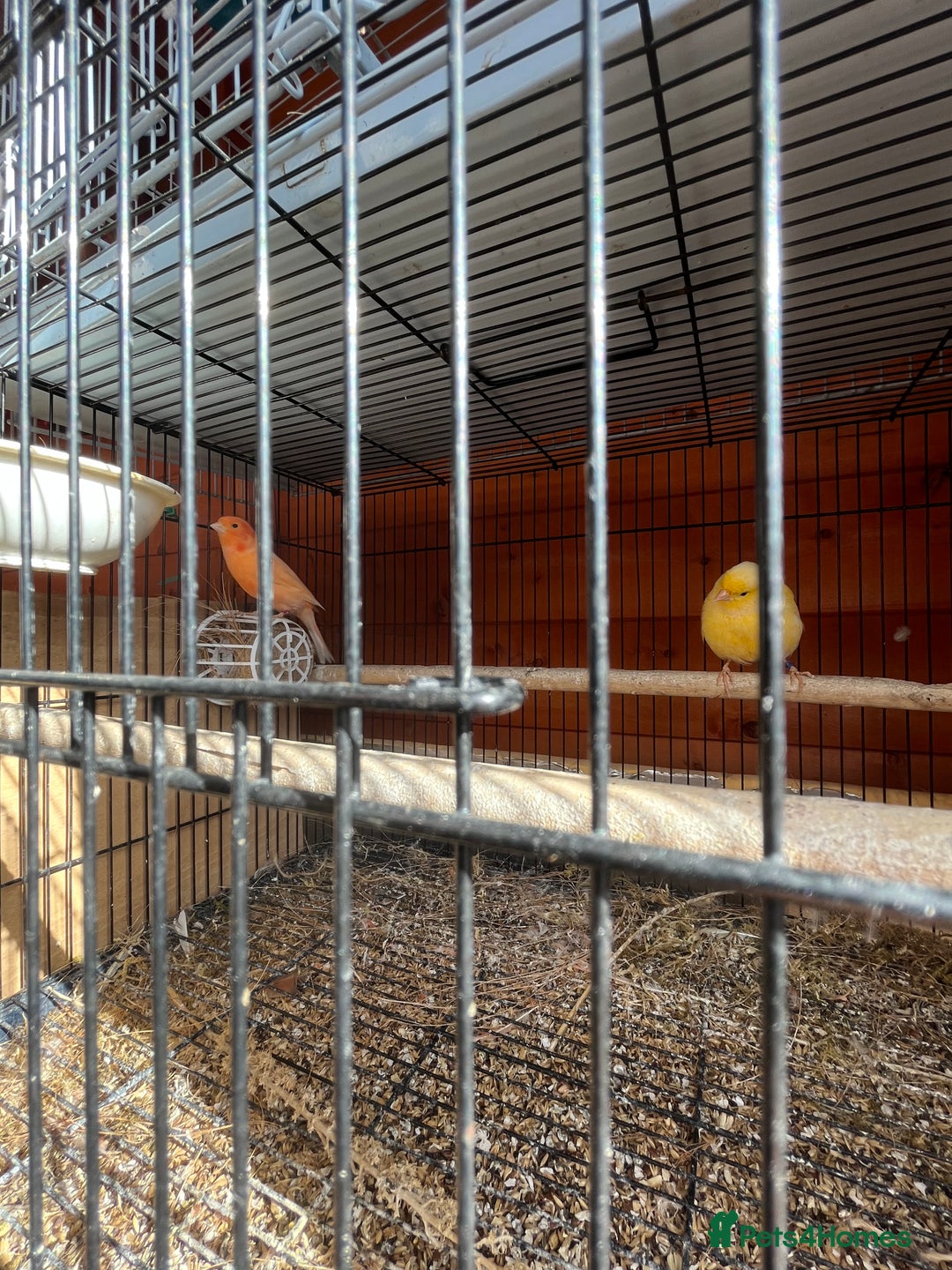 Canaries birds for sale: Canaries and finches  - Image 5
