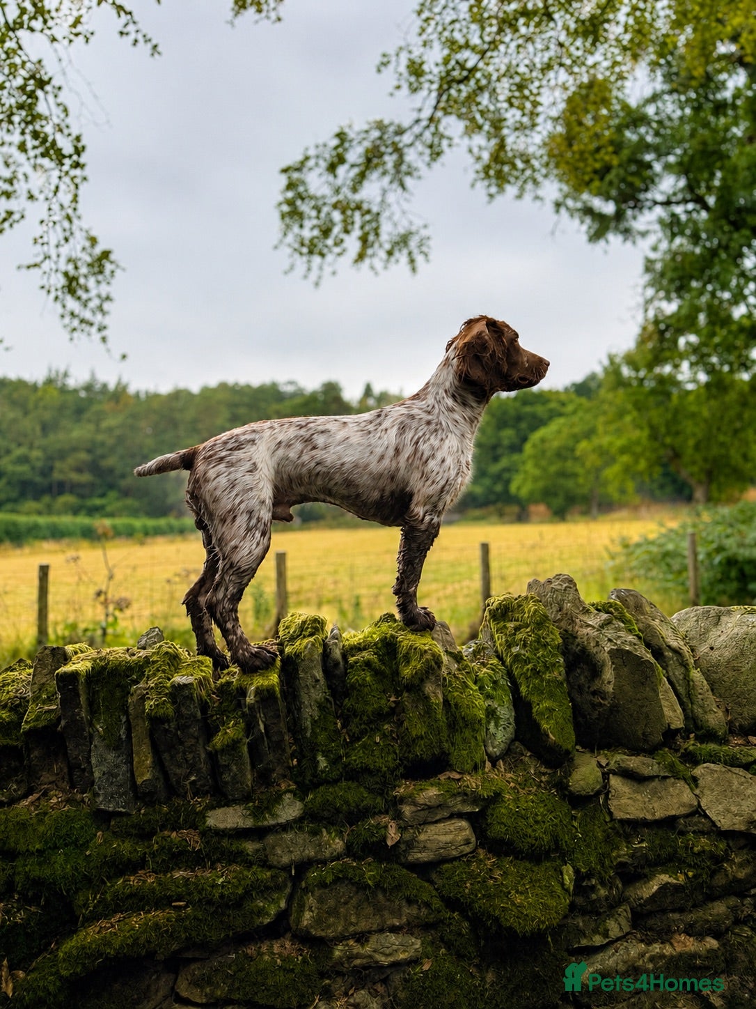 Cocker Spaniel dogs Stud  - Advert 1