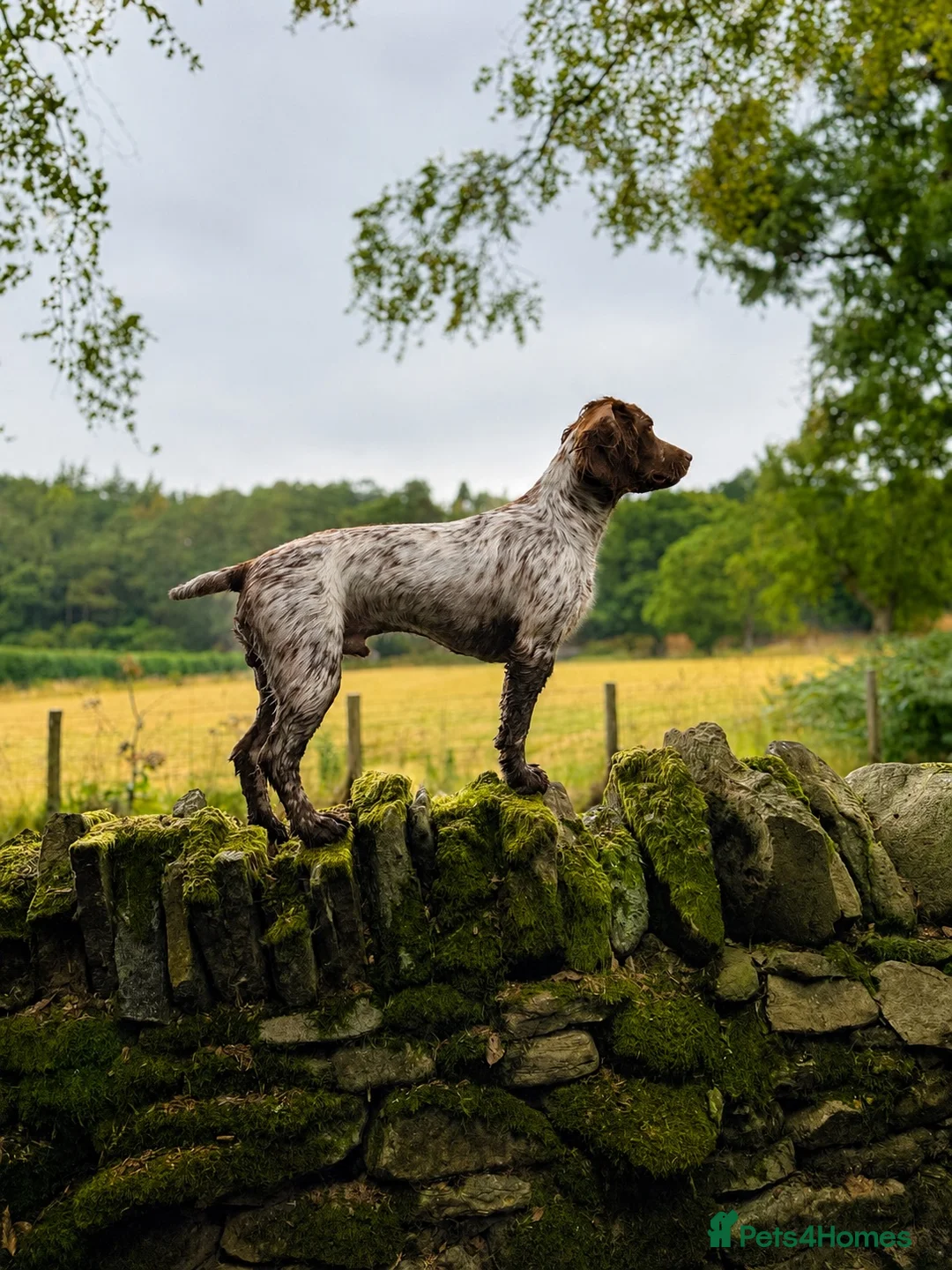 Cocker Spaniel dogs for stud: Stud  - Advert 1