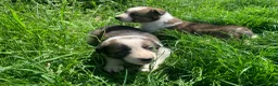Border Collie dogs for sale: 4 gorgeous Border Collie Puppies - Advert 22