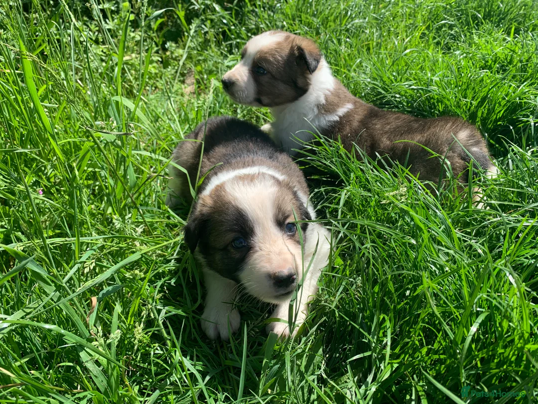 Border Collie dogs for sale: 4 gorgeous Border Collie Puppies - Advert 22