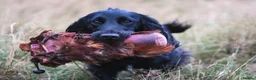 Cocker Spaniel dogs for stud: AT STUD Working Cocker - Advert 4