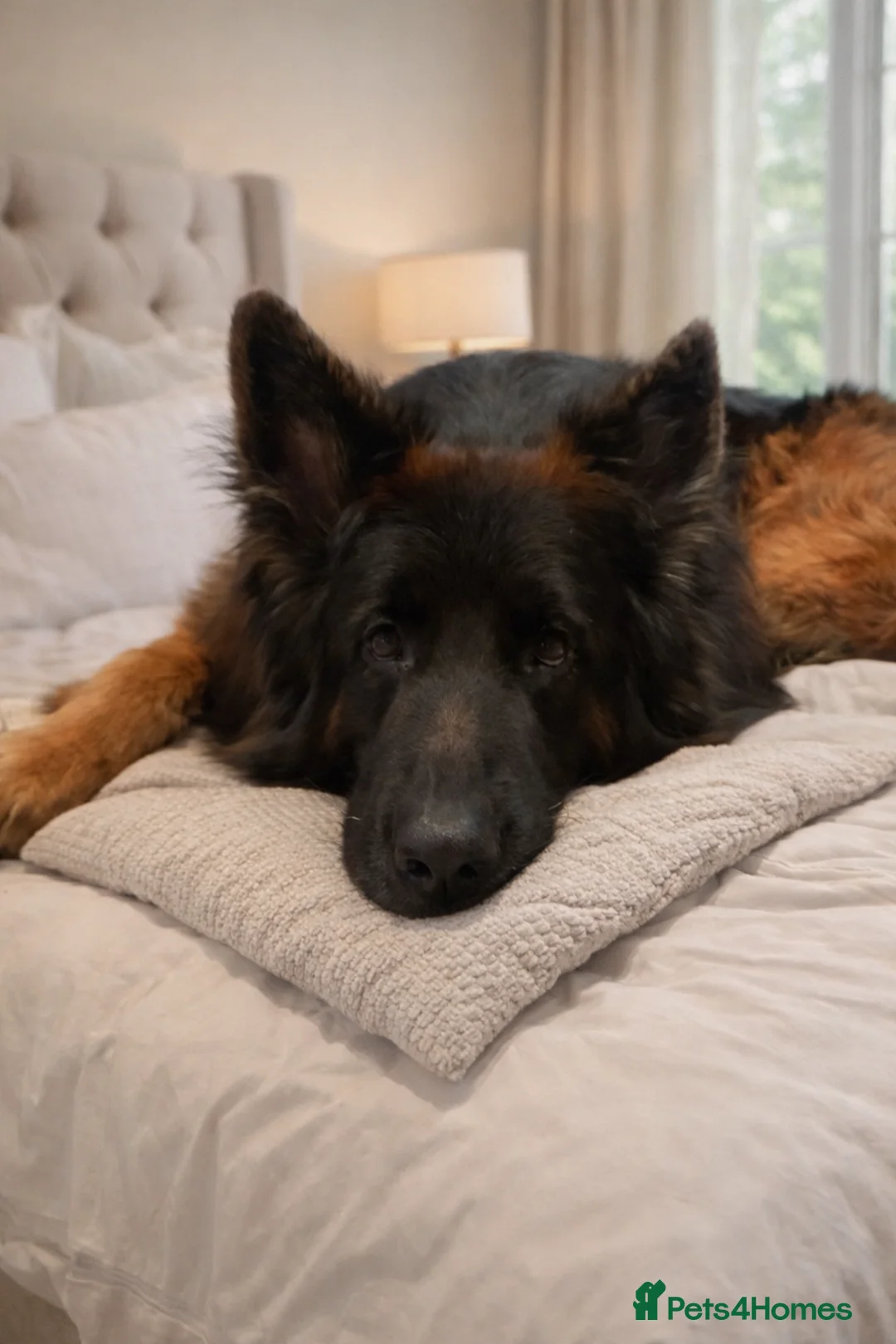 German Shepherd dogs for stud: KC REG FULLY HEALTH TESTED German Shepherd Stud in Macclesfield - Advert 13