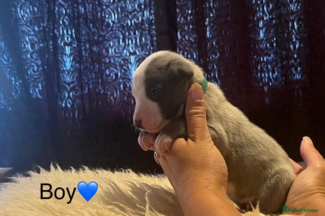 Whippet dogs for sale: Beautiful whippet whippet pups 🥰 - Image 5