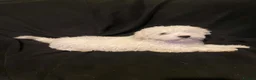 Maltese dogs for sale: Maltese Puppies Girls Ready Now  - Advert 6