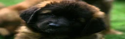 Leonberger dogs for sale: Leonberger Puppies - Advert 6