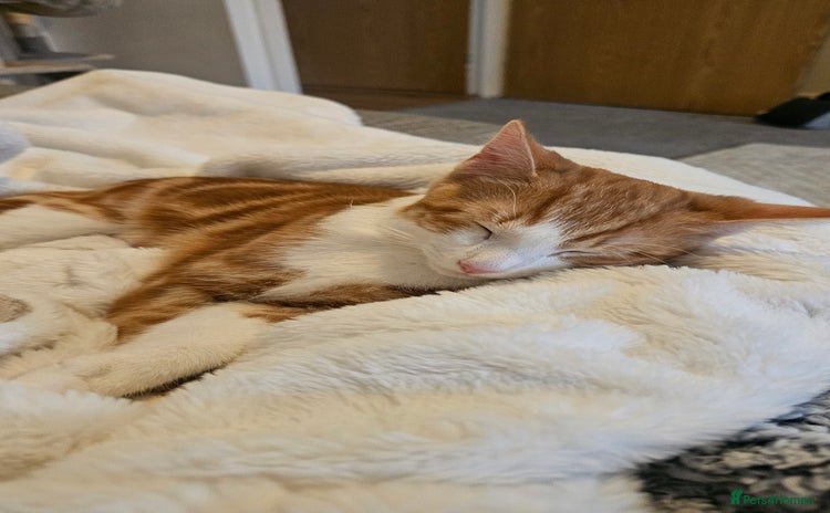 British Shorthair cats - Advert 10