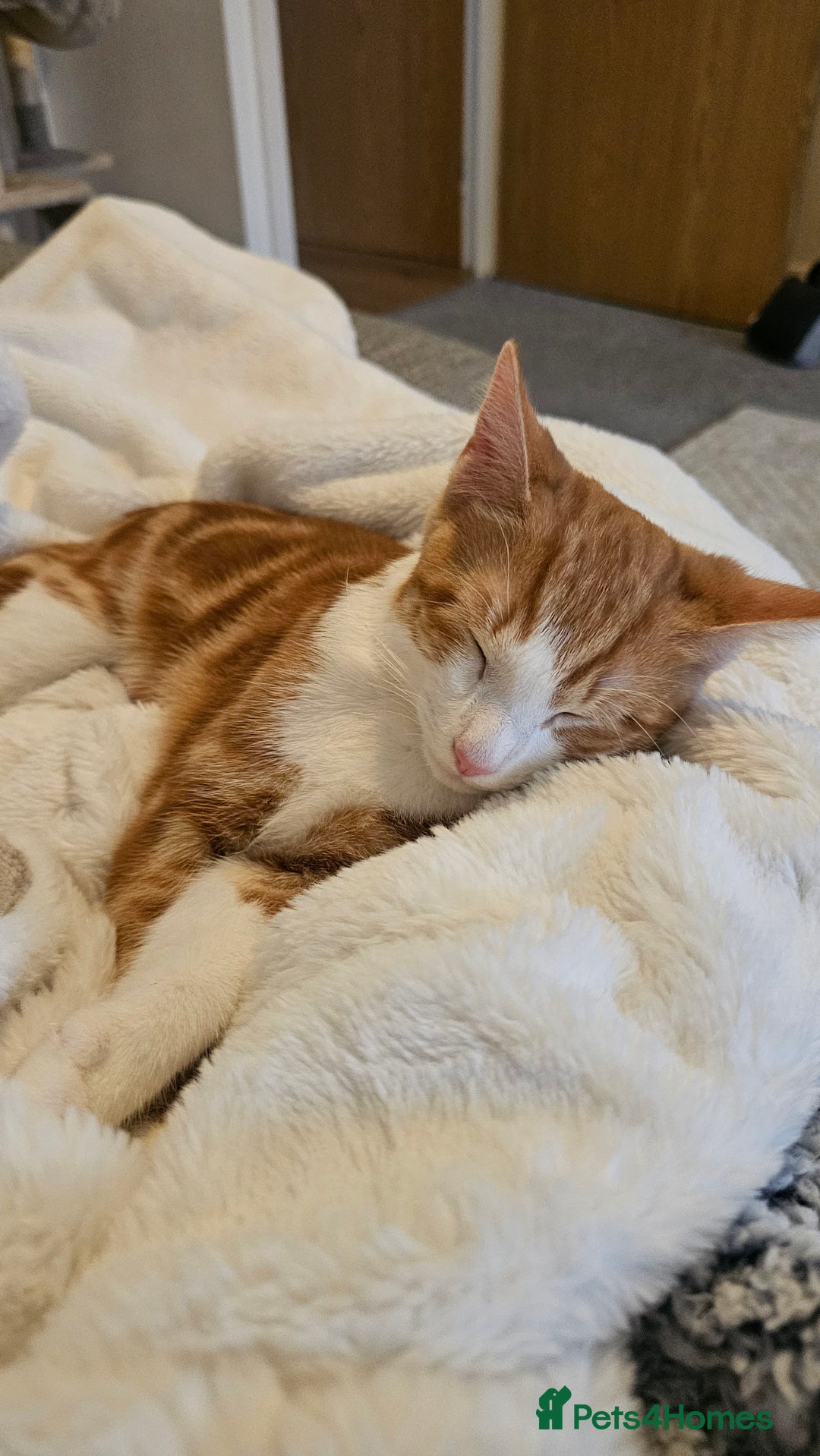 British Shorthair cats for sale: Male ginger short hair  - Image 1