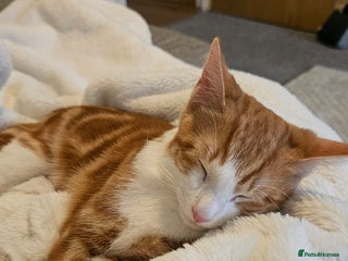 British Shorthair cats for sale - Advert 1