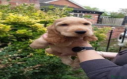 Cocker Spaniel dogs for sale: KC Registered Show type Cocker Spaniels  - Image 23