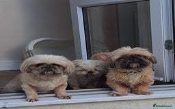 Shih Tzu dogs for sale: KC registered Female Shih Tzu. - Image 3