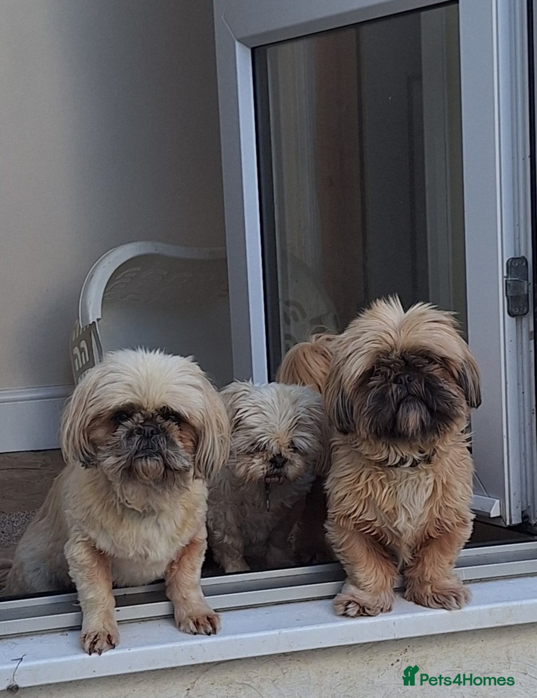 Shih Tzu dogs for sale: KC registered Female Shih Tzu. - Image 3