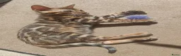 Bengal cats for sale: Cuddly and beautiful pedigree bengal kittens - Advert 18