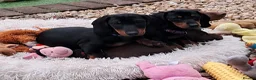 Dachshund dogs for sale: Beautiful Mini Dachshund Puppies - Advert 9