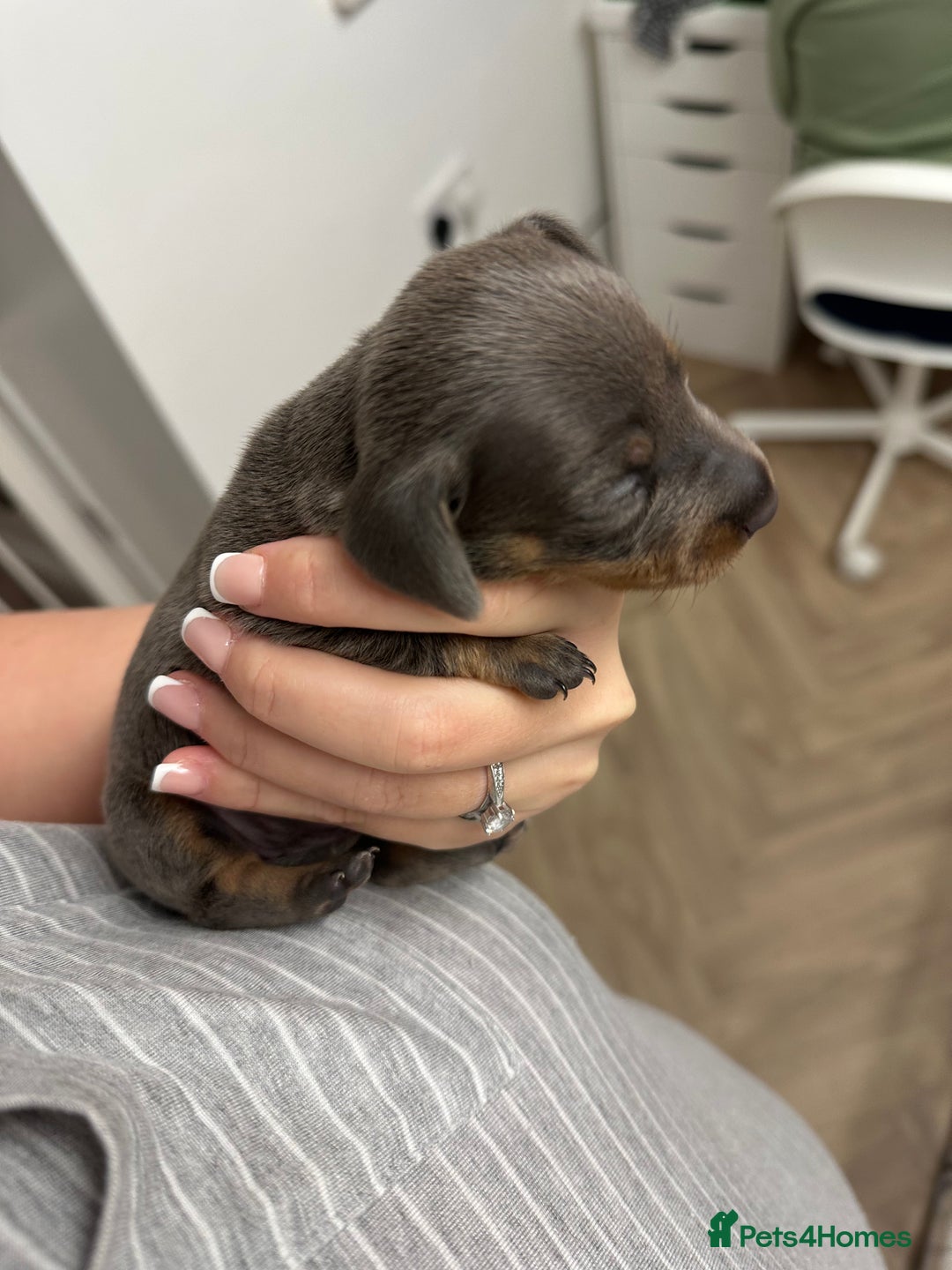 Dachshund dogs for sale: Dachshunds puppies  - Image 20