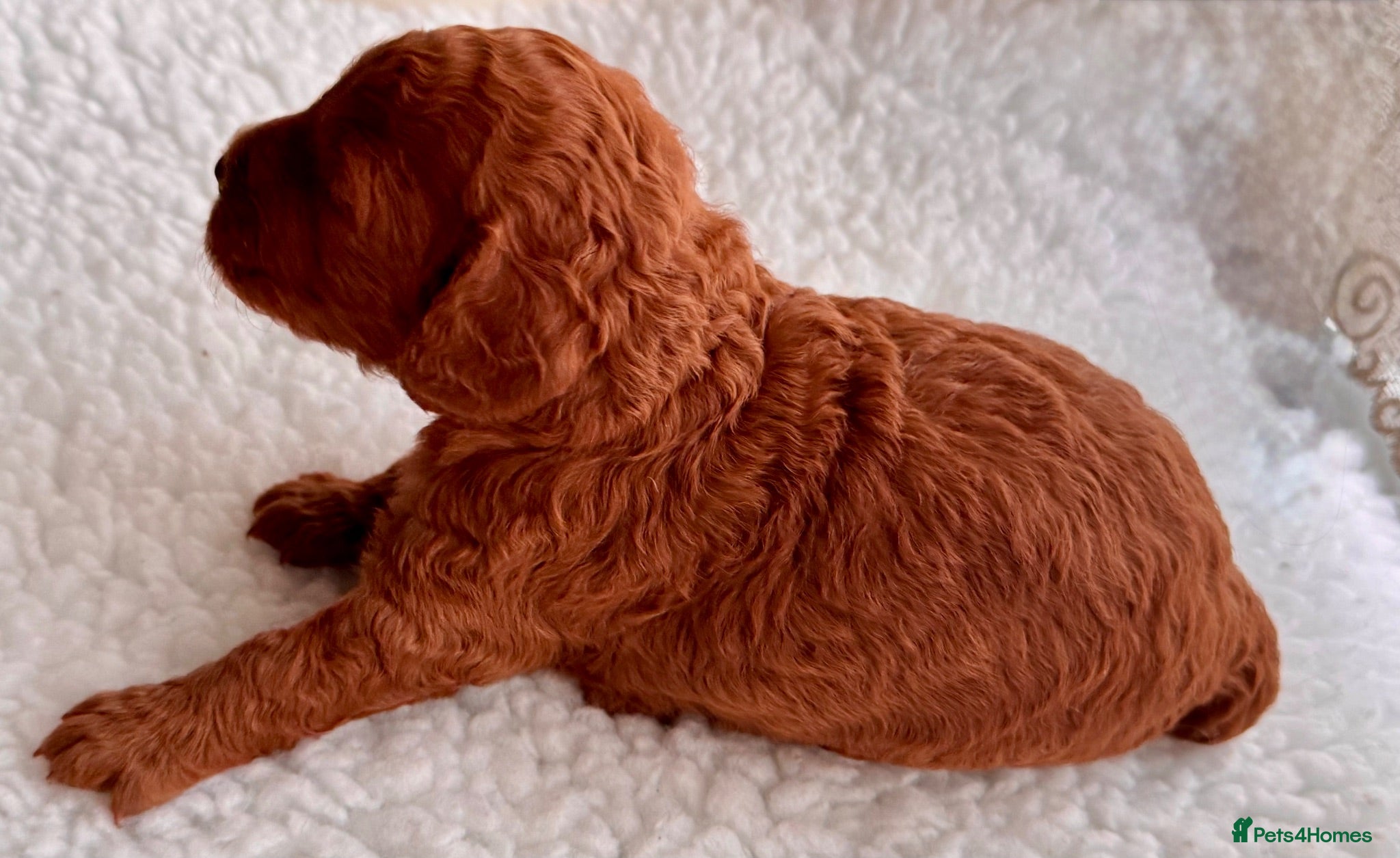 Cockapoo dogs AMAZING TOY COCKAPOO PUPPIES - Advert 2