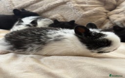 Netherland Dwarf rabbits for sale: 6 Adorable Netherland Dwarf Bunnies  - Image 9