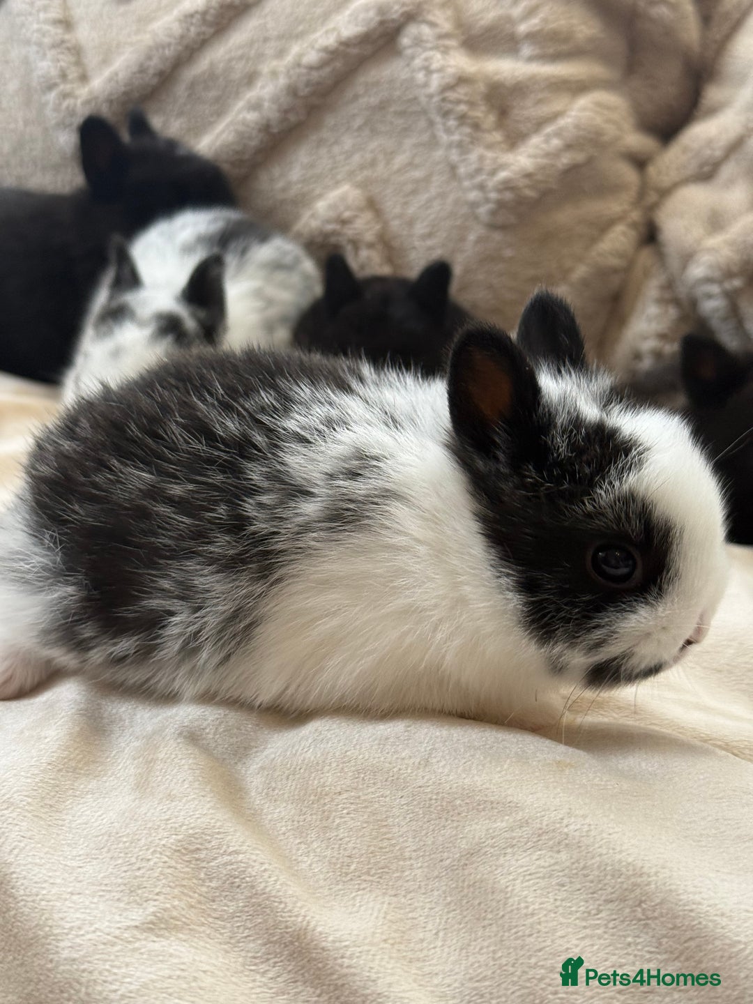 Netherland Dwarf rabbits for sale: 6 Adorable Netherland Dwarf Bunnies  - Image 9