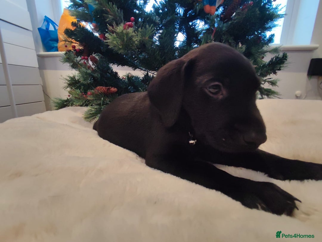 Labrador Retriever dogs for sale: Fully Health Tested Outstanding KC Reg Puppies - Advert 6